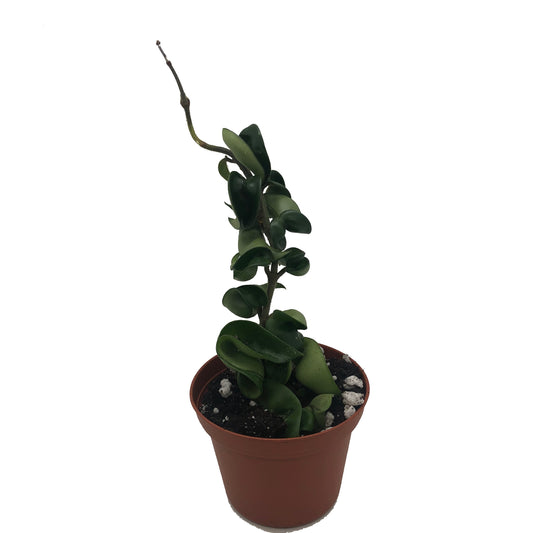 Hindu Rope Plant (Hoya Compacta) In 3” Pot