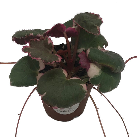 Variegated Strawberry Begonia (Saxifraga Stolonifera Variegata) In 2” Pot
