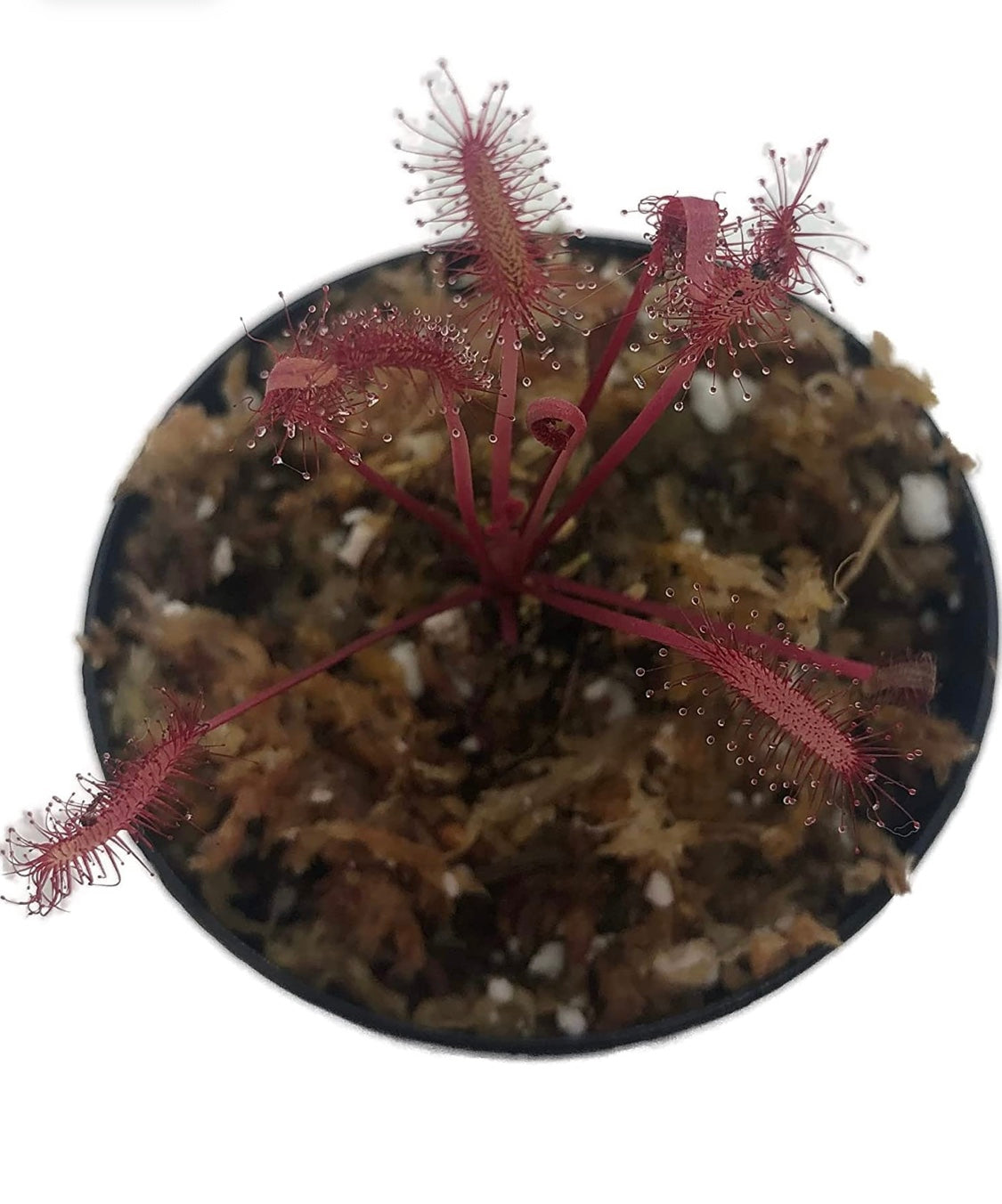 Cape Sundew 'Red' (Drosera Capensis)