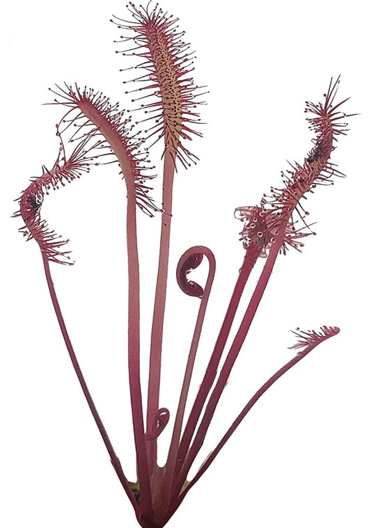 Cape Sundew 'Red' (Drosera Capensis)