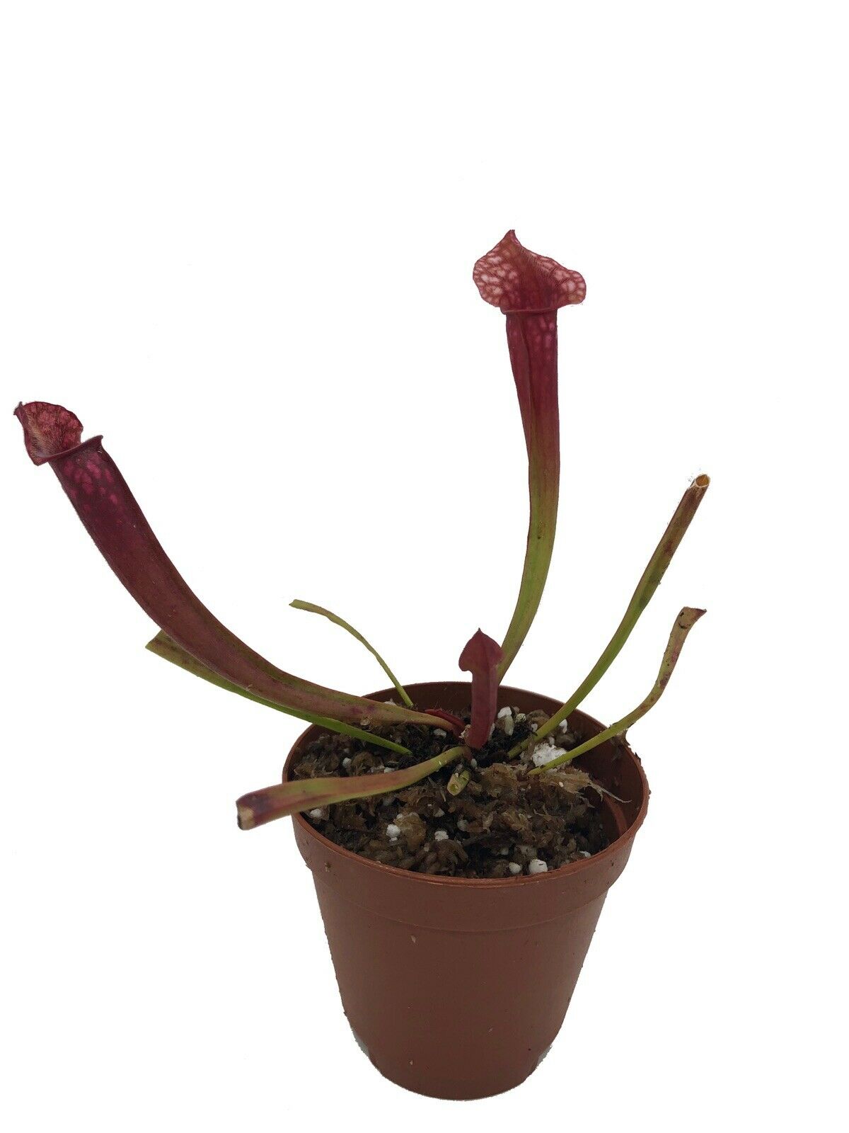 Sarracenia 'Juthtatip Soper' Carnivorous Pitcher Plant