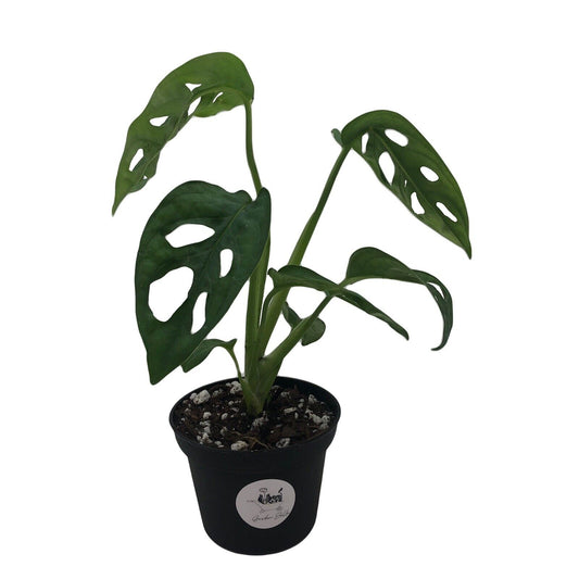 Monstera Obliqua 'Expilata' Swiss Cheese Plant in 3" Pot