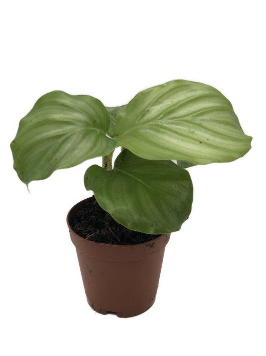 Calathea Orbifolia