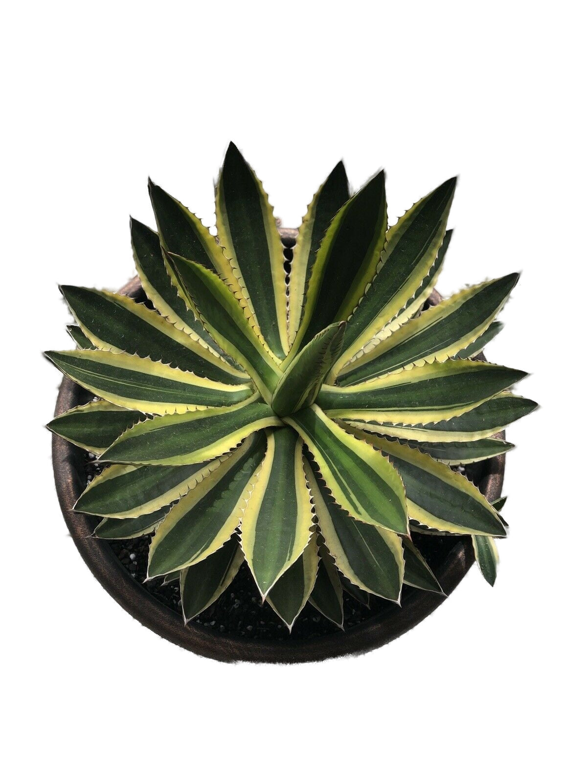 Agave Lophantha 'Quadricolor' (Quadricolor Century Plant) Live Plant