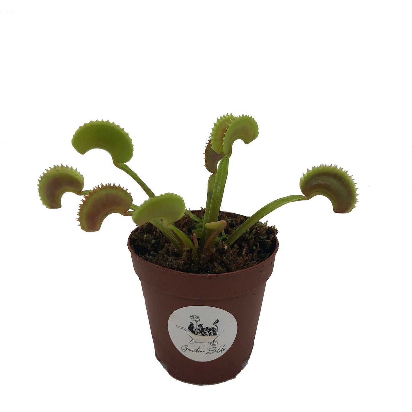 Carnivorous Plants Starter Pack - Venus Flytrap Sundew and Nepenthes