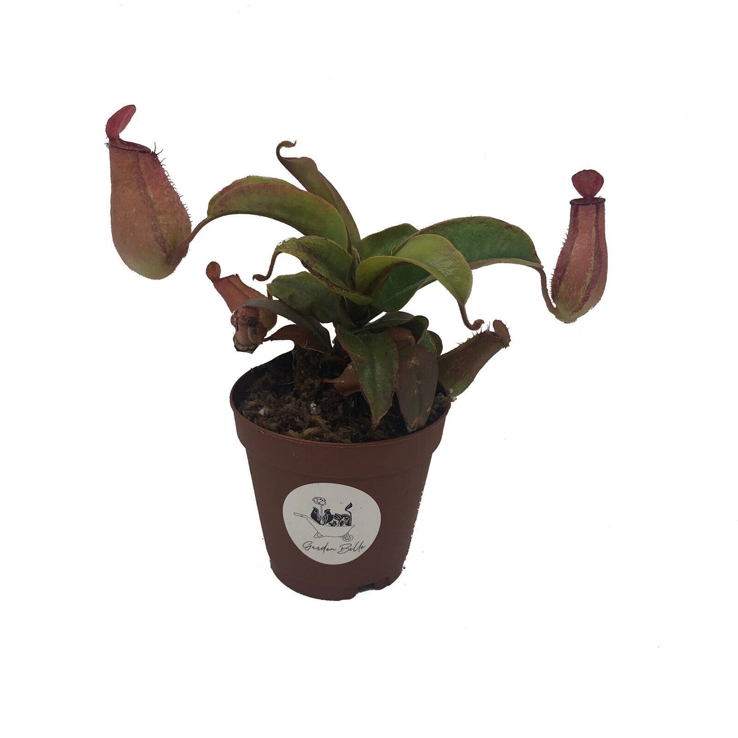 Nepenthes ‘Lady Luck’ (Ventricosa X Ampullaria)