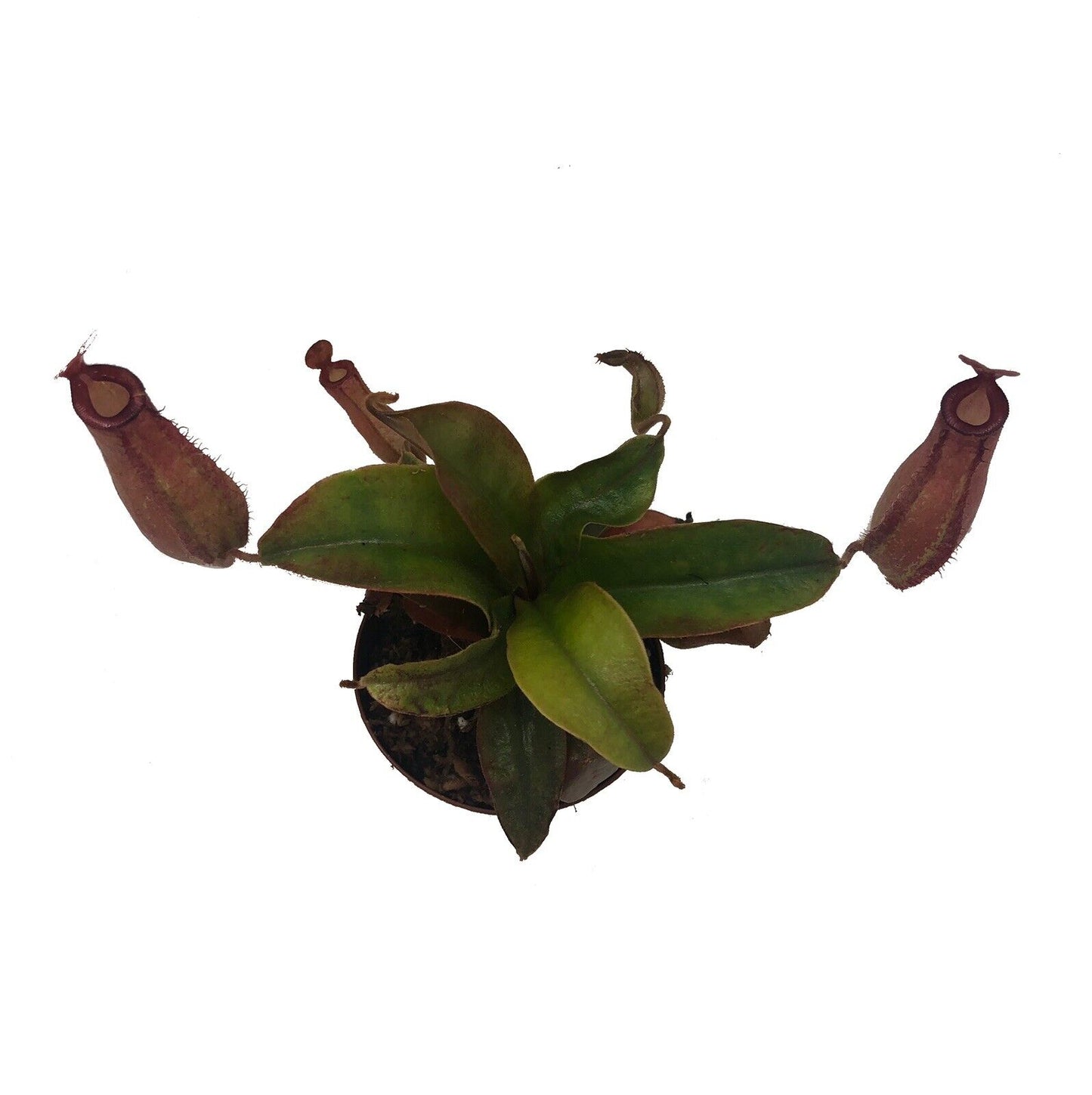 Nepenthes ‘Lady Luck’ (Ventricosa X Ampullaria)