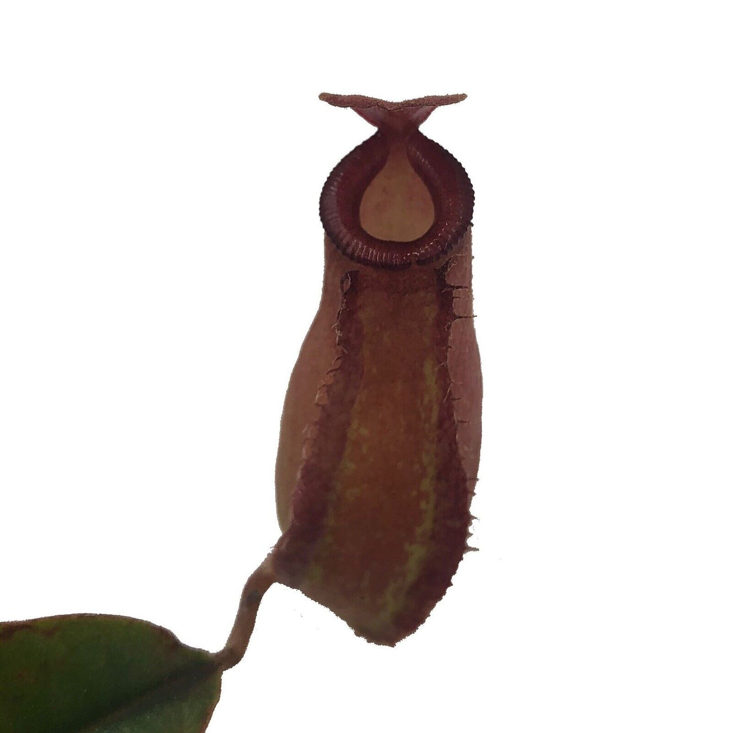 Nepenthes ‘Lady Luck’ (Ventricosa X Ampullaria)