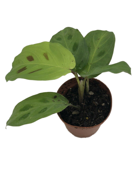 Maranta Leuconeura Prayer Plant