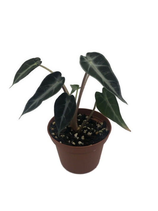 Alocasia Bambino