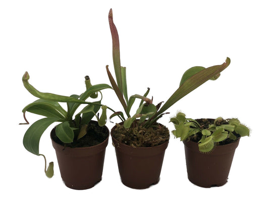 Carnivorous Plant Starter Pack  - Nepenthes, Sarracenia, Venus Flytrap