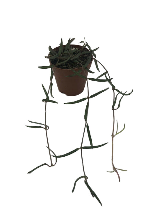Live String Of Needles Ceropegia Linearis Succulent Plant In 2” Pot