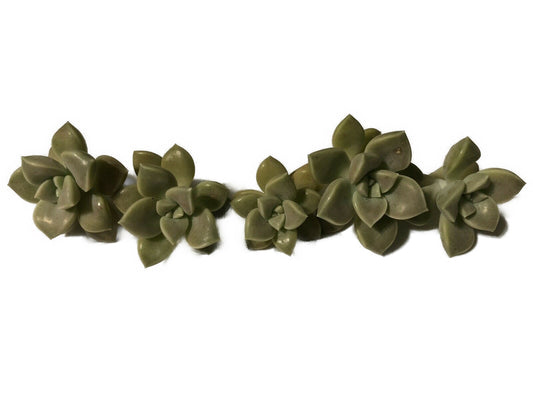 Ghost Plant Succulent Cuttings 5x